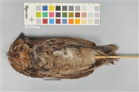 藏品(黃嘴角鴞)的圖片